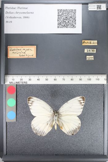 Media type: image;   Entomology 131540